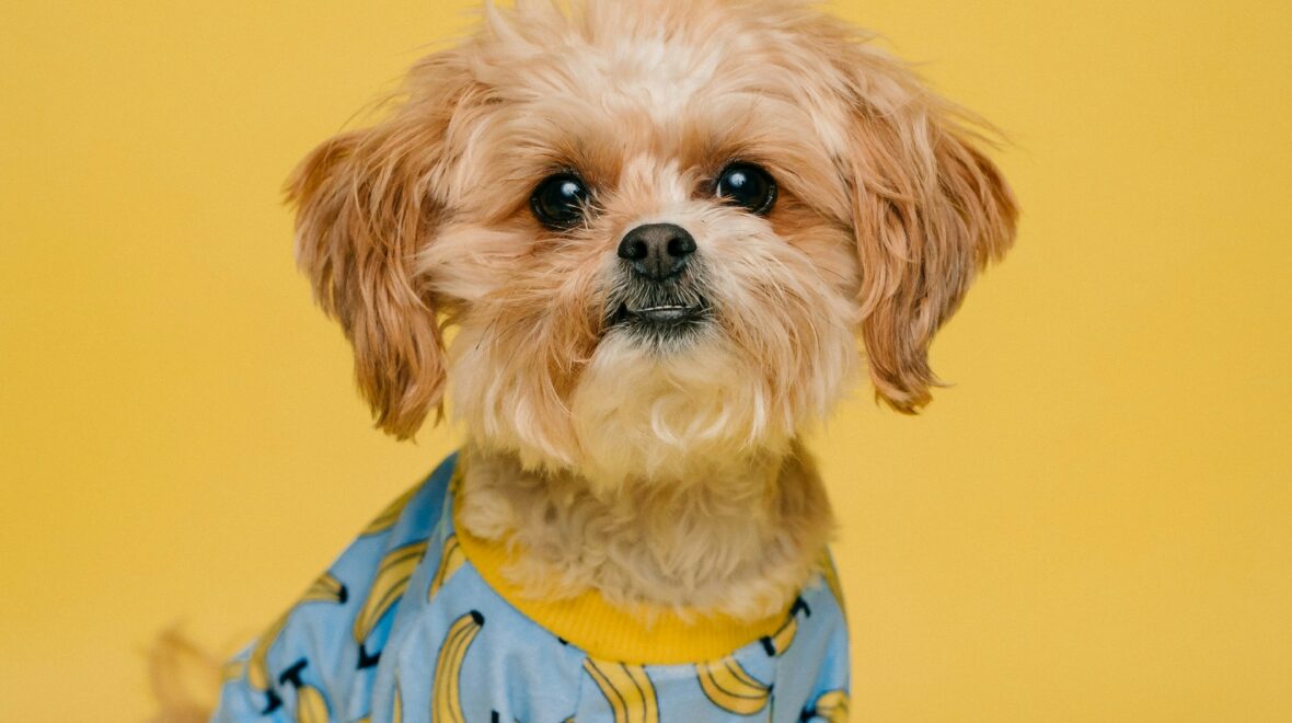 ‘Punderful’ V-neck nightshirts you’ll love!