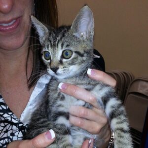 Brown tabby kitten with brown eyes on adoption day, looking curious and full of life.