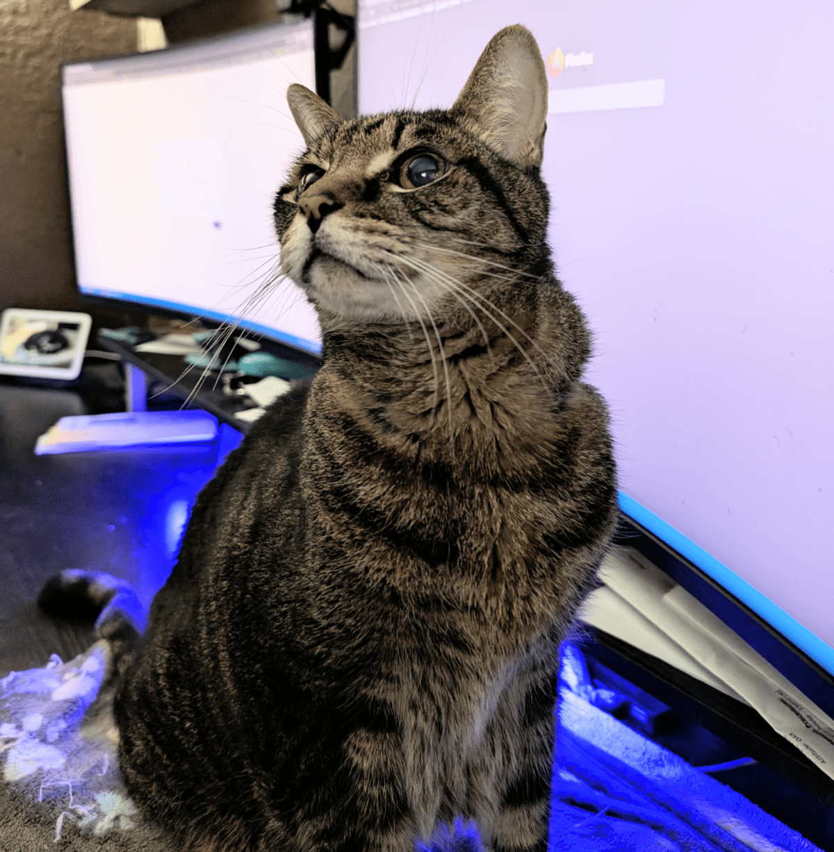 Brown tabby cat at 11 years old, looking up peacefully on his last day, surrounded by love.